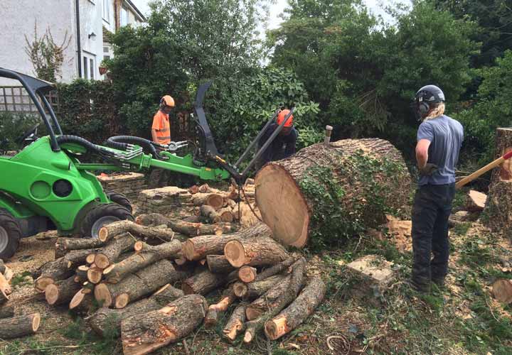 Crown Reductions - Deader Cedar