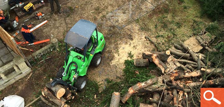 Tree Removal - Cedar