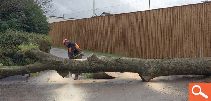 Tree Removal - Ash