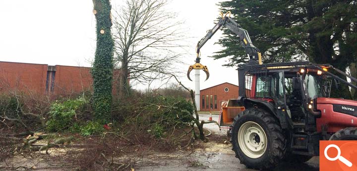 Tree Removal - Beech