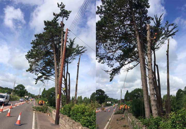 Crown Reductions - A38 Cedar