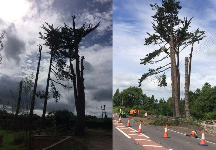 Crown Reductions - A38 Cedar