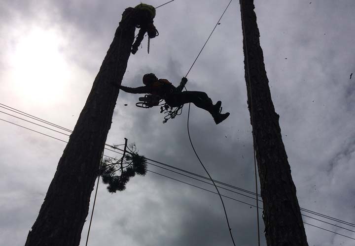 Crown Reductions - A38 Cedar