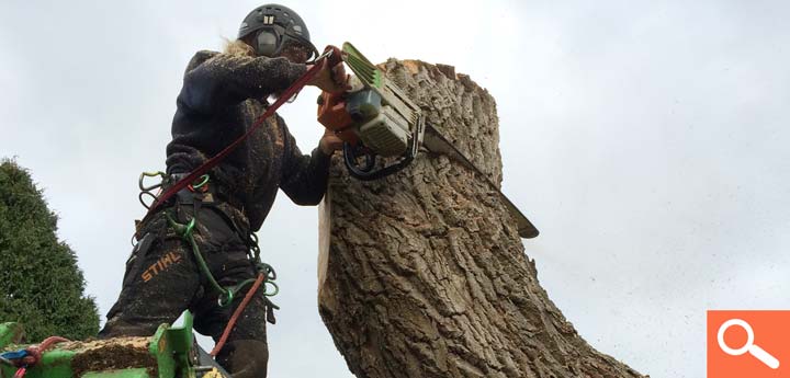Tree Removal - Willow