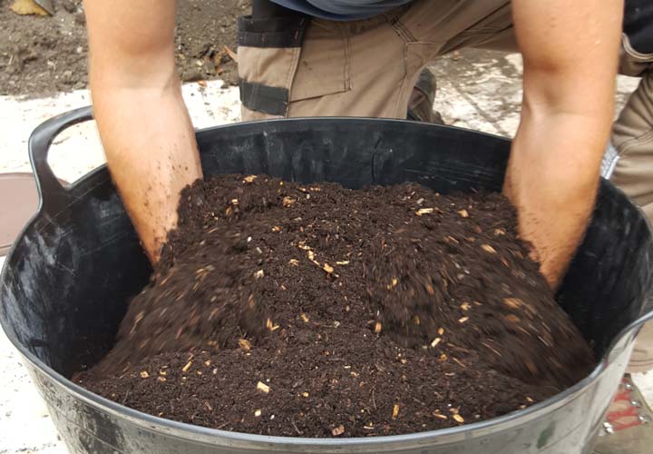 Tree Planting and Plant Health