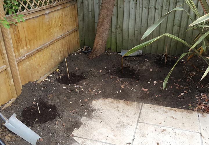 Tree Planting and Plant Health