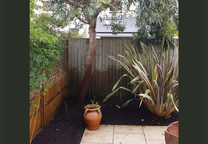 Tree Planting and Plant Health