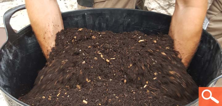 Tree Planting and Plant Health