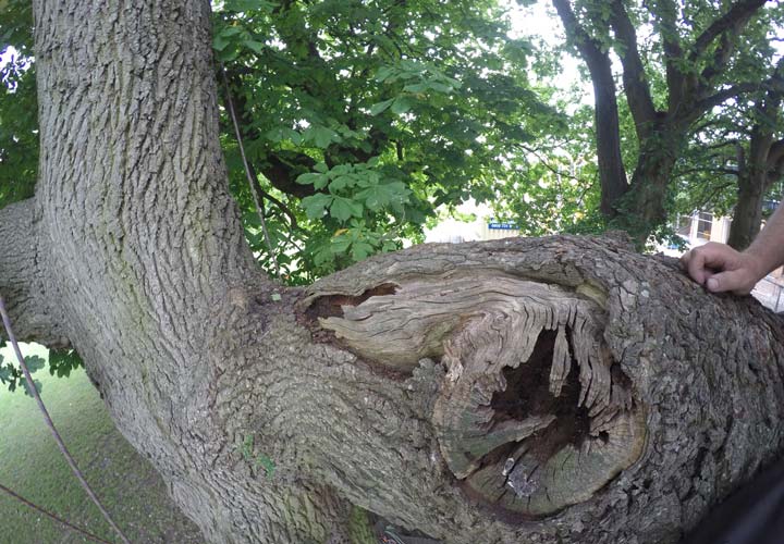 Tree Health and Safety Survey