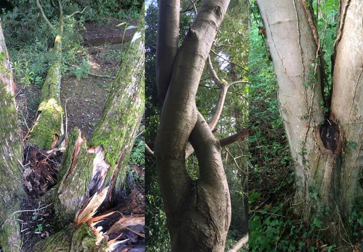 Tree Health and Safety Survey