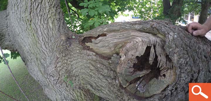 Tree Health and Safety Survey
