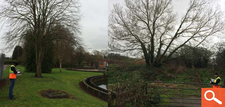 Tree Health and Safety Survey