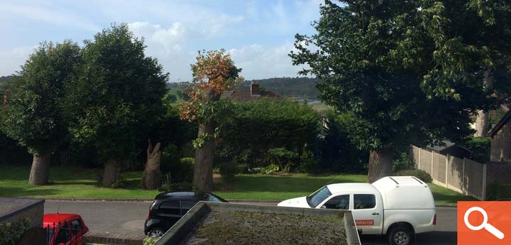 Tree Health and Safety Survey